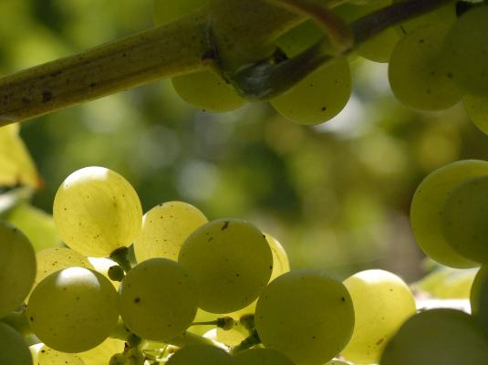 Trauben grün Blick durch Weinstock Trauben grün Blick durch Weinstock