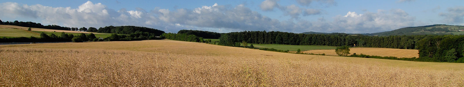 Reifes Getreidefeld mit Wald im Hintergrund ©DLR