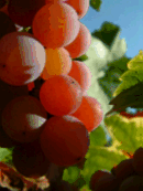 vollreife Beeren - da lacht das Herz