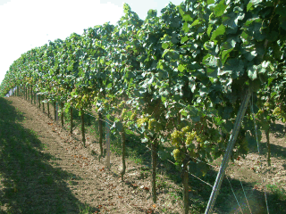 Weißweinsorte mit moderater Entblätterung und hoher Laubwand