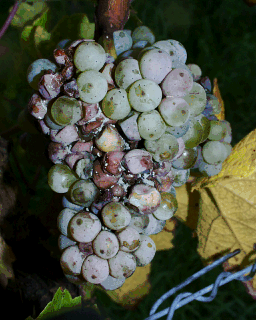 kompakte Rieslingtraube - durch Ausdünnung kann die Fäulnis, hier Botrytis und Penicillium, noch beschleunigt werden